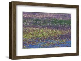 USA, Oregon, Tahkenitch Lake. Abstract of Duck Weed on Lake-Don Paulson-Framed Photographic Print