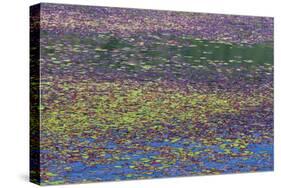 USA, Oregon, Tahkenitch Lake. Abstract of Duck Weed on Lake-Don Paulson-Stretched Canvas