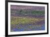 USA, Oregon, Tahkenitch Lake. Abstract of Duck Weed on Lake-Don Paulson-Framed Photographic Print