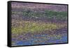 USA, Oregon, Tahkenitch Lake. Abstract of Duck Weed on Lake-Don Paulson-Framed Stretched Canvas