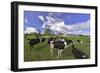 USA, Oregon, Tillamook County. Holstein cows in pasture.-Jaynes Gallery-Framed Photographic Print