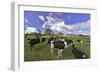 USA, Oregon, Tillamook County. Holstein cows in pasture.-Jaynes Gallery-Framed Photographic Print