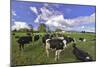 USA, Oregon, Tillamook County. Holstein cows in pasture.-Jaynes Gallery-Mounted Photographic Print