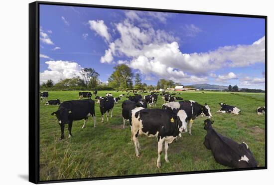 USA, Oregon, Tillamook County. Holstein cows in pasture.-Jaynes Gallery-Framed Stretched Canvas