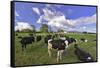 USA, Oregon, Tillamook County. Holstein cows in pasture.-Jaynes Gallery-Framed Stretched Canvas