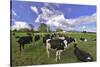 USA, Oregon, Tillamook County. Holstein cows in pasture.-Jaynes Gallery-Stretched Canvas