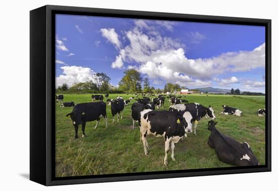 USA, Oregon, Tillamook County. Holstein cows in pasture.-Jaynes Gallery-Framed Stretched Canvas