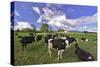 USA, Oregon, Tillamook County. Holstein cows in pasture.-Jaynes Gallery-Stretched Canvas