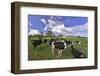 USA, Oregon, Tillamook County. Holstein cows in pasture.-Jaynes Gallery-Framed Photographic Print