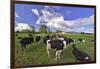 USA, Oregon, Tillamook County. Holstein cows in pasture.-Jaynes Gallery-Framed Photographic Print