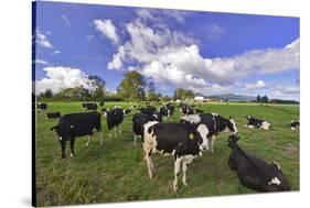 USA, Oregon, Tillamook County. Holstein cows in pasture.-Jaynes Gallery-Stretched Canvas