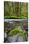 USA, Oregon, Tillamook State Forest. Scenic of Wilson River-Jaynes Gallery-Stretched Canvas