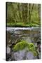 USA, Oregon, Tillamook State Forest. Scenic of Wilson River-Jaynes Gallery-Stretched Canvas