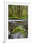 USA, Oregon, Tillamook State Forest. Scenic of Wilson River-Jaynes Gallery-Framed Photographic Print