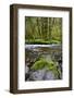 USA, Oregon, Tillamook State Forest. Scenic of Wilson River-Jaynes Gallery-Framed Photographic Print