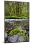 USA, Oregon, Tillamook State Forest. Scenic of Wilson River-Jaynes Gallery-Mounted Photographic Print