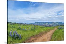 USA, Oregon. Tom McCall Nature Preserve, Rowena Plateau trail.-Rob Tilley-Stretched Canvas