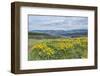 USA, Oregon. Tom McCall Nature Preserve, Rowena Plateau wildflowers.-Rob Tilley-Framed Photographic Print