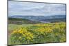 USA, Oregon. Tom McCall Nature Preserve, Rowena Plateau wildflowers.-Rob Tilley-Mounted Photographic Print