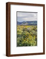 USA, Oregon. Tom McCall Nature Preserve, Rowena Plateau wildflowers.-Rob Tilley-Framed Photographic Print