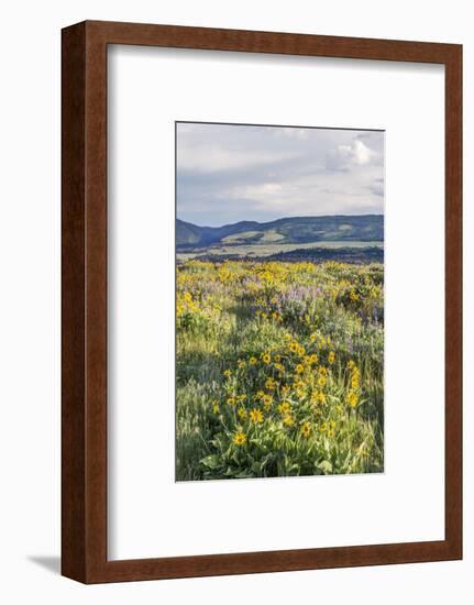 USA, Oregon. Tom McCall Nature Preserve, Rowena Plateau wildflowers.-Rob Tilley-Framed Photographic Print