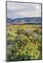 USA, Oregon. Tom McCall Nature Preserve, Rowena Plateau wildflowers.-Rob Tilley-Mounted Photographic Print