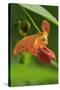 USA, Oregon, USA, Oregon. Close-up of Jewelweed Flower-Steve Terrill-Stretched Canvas