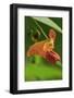 USA, Oregon, USA, Oregon. Close-up of Jewelweed Flower-Steve Terrill-Framed Photographic Print