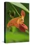 USA, Oregon, USA, Oregon. Close-up of Jewelweed Flower-Steve Terrill-Stretched Canvas