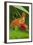 USA, Oregon, USA, Oregon. Close-up of Jewelweed Flower-Steve Terrill-Framed Photographic Print