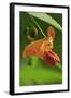 USA, Oregon, USA, Oregon. Close-up of Jewelweed Flower-Steve Terrill-Framed Photographic Print