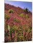 USA, Oregon, USA, Oregon. Hillside of Foxglove in Clatsop County-Steve Terrill-Mounted Photographic Print