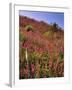 USA, Oregon, USA, Oregon. Hillside of Foxglove in Clatsop County-Steve Terrill-Framed Photographic Print