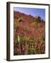 USA, Oregon, USA, Oregon. Hillside of Foxglove in Clatsop County-Steve Terrill-Framed Photographic Print