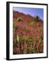 USA, Oregon, USA, Oregon. Hillside of Foxglove in Clatsop County-Steve Terrill-Framed Photographic Print