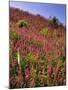 USA, Oregon, USA, Oregon. Hillside of Foxglove in Clatsop County-Steve Terrill-Mounted Photographic Print