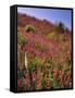 USA, Oregon, USA, Oregon. Hillside of Foxglove in Clatsop County-Steve Terrill-Framed Stretched Canvas