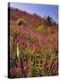 USA, Oregon, USA, Oregon. Hillside of Foxglove in Clatsop County-Steve Terrill-Stretched Canvas