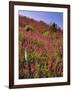 USA, Oregon, USA, Oregon. Hillside of Foxglove in Clatsop County-Steve Terrill-Framed Photographic Print