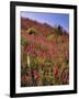 USA, Oregon, USA, Oregon. Hillside of Foxglove in Clatsop County-Steve Terrill-Framed Photographic Print