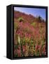 USA, Oregon, USA, Oregon. Hillside of Foxglove in Clatsop County-Steve Terrill-Framed Stretched Canvas