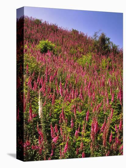 USA, Oregon, USA, Oregon. Hillside of Foxglove in Clatsop County-Steve Terrill-Stretched Canvas