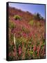 USA, Oregon, USA, Oregon. Hillside of Foxglove in Clatsop County-Steve Terrill-Framed Stretched Canvas