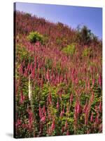 USA, Oregon, USA, Oregon. Hillside of Foxglove in Clatsop County-Steve Terrill-Stretched Canvas