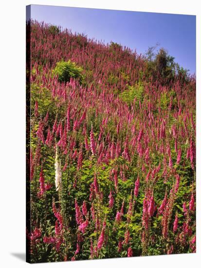 USA, Oregon, USA, Oregon. Hillside of Foxglove in Clatsop County-Steve Terrill-Stretched Canvas