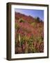 USA, Oregon, USA, Oregon. Hillside of Foxglove in Clatsop County-Steve Terrill-Framed Photographic Print