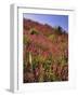 USA, Oregon, USA, Oregon. Hillside of Foxglove in Clatsop County-Steve Terrill-Framed Photographic Print