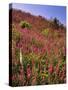 USA, Oregon, USA, Oregon. Hillside of Foxglove in Clatsop County-Steve Terrill-Stretched Canvas