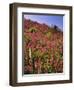 USA, Oregon, USA, Oregon. Hillside of Foxglove in Clatsop County-Steve Terrill-Framed Photographic Print