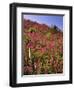 USA, Oregon, USA, Oregon. Hillside of Foxglove in Clatsop County-Steve Terrill-Framed Photographic Print